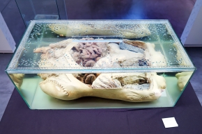 geneeskundemuseum brussel 8-2025 3147